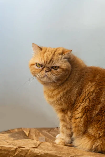 แมวส แดงแปลกใหม งอย ยงตลก างเล กตลกโพสในกล แนวค ดของส ขนส ภาพแนวต — ภาพถ่ายสต็อก