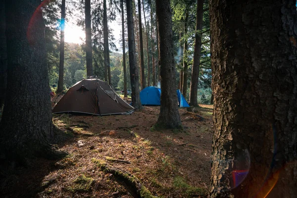 Tent Camp Tall Conifers Warm Beautiful Morning Sunrise Sunset Brown — стоковое фото
