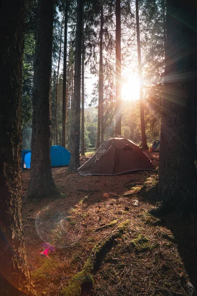 Tent Camp Tall Conifers Warm Beautiful Morning Sunrise Sunset Brown — стоковое фото