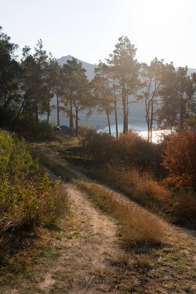 Vue Distance Paysage Matinal Forêt Pins Rayons Soleil Lueur Lac — Photo