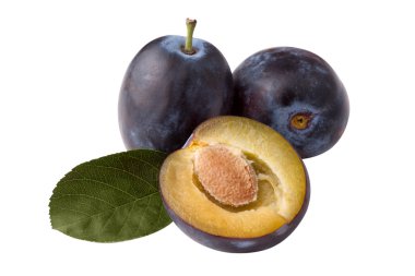 Erik yaprağı, beyaz zemin üzerine izole