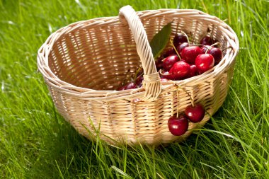Yeşil çimenlerin üzerinde sepet içinde taze kiraz