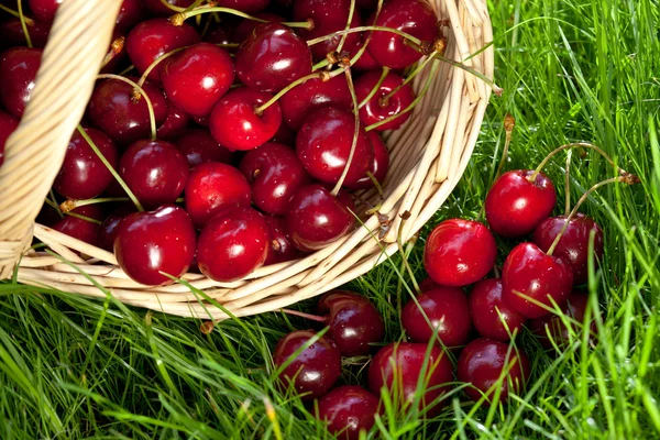 Frische Kirschen im Korb auf grünem Gras — Stockfoto