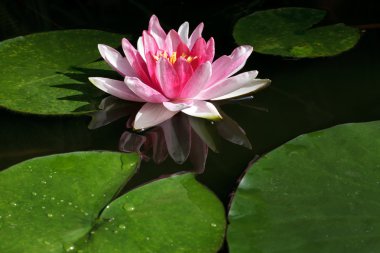 pembe nilüfer yansıması ile