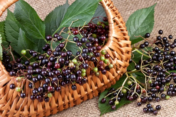 Elderberry in basket on jute background