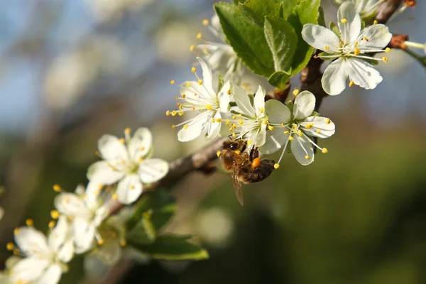 Bee on cherry blossom — Stock Photo, Image