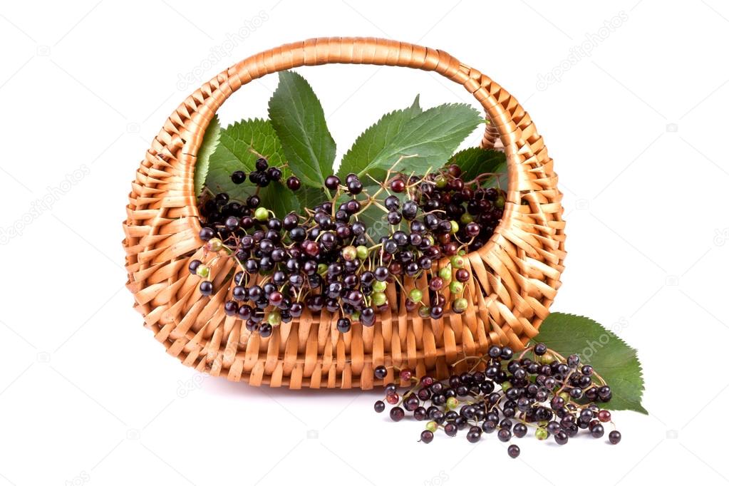 Elderberry in basket, isolated on white background