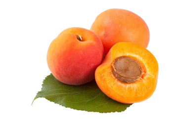 Yaprak Beyaz artalan izole, kayısı