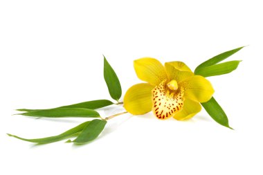 Yellow orchid with bamboos leafs isolated on white clipart