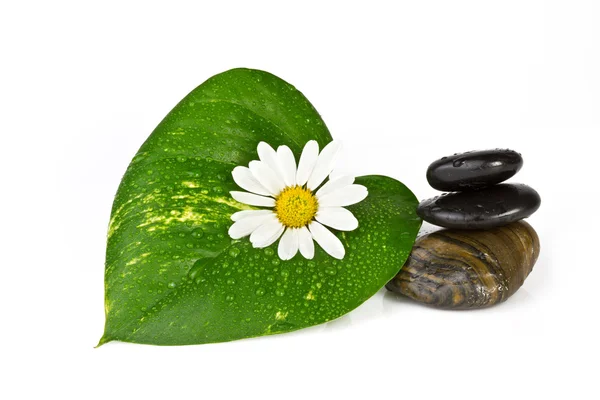 Green leaf and flower, spa and health care concept — Stock Photo, Image