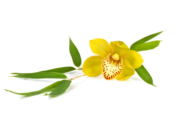 Bambu ile sarı orkide izole üzerinde beyaz yapraklar — Stok fotoğraf