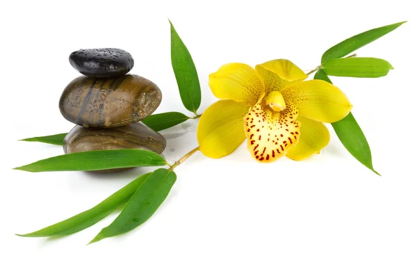 Orquídea amarilla con guijarros zen, aislada sobre blanco — Foto de Stock