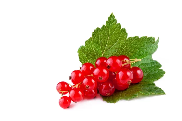 Red currant with leaf isolated on white — Stock Photo, Image