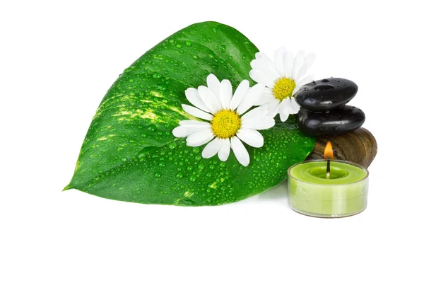 Concepto Spa. flores con hoja verde aisladas sobre blanco —  Fotos de Stock