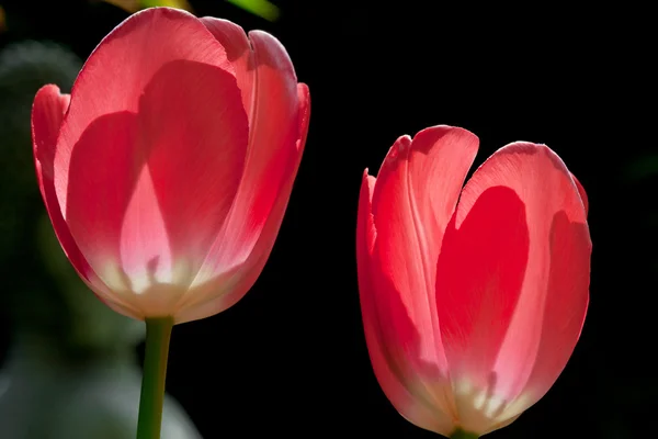 Fechar de duas tulipas vermelhas — Fotografia de Stock