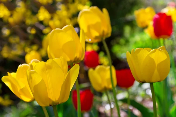 Jarní kvetoucí žluté a červené tulipány — Stock fotografie