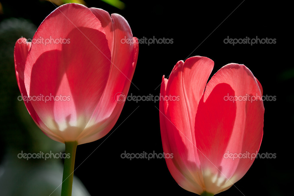 SCARICA TULIPANI ROSSI IMMAGINI DA
