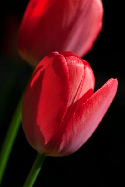 Zamknij dwa czerwone tulipany — Zdjęcie stockowe