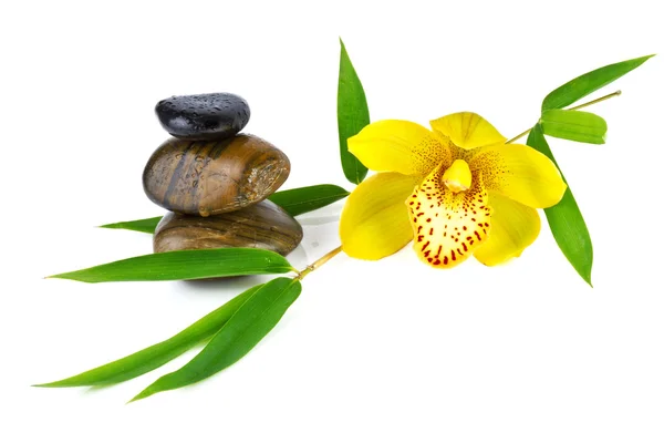 Orkidé med zen stenar isolerad på vit — Stockfoto