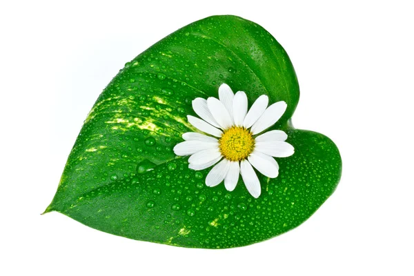 Lázně koncept, bílý květ s zelený list — Stock fotografie