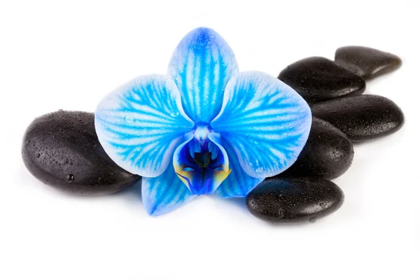 Orchidée bleue et pierres zen — Photo