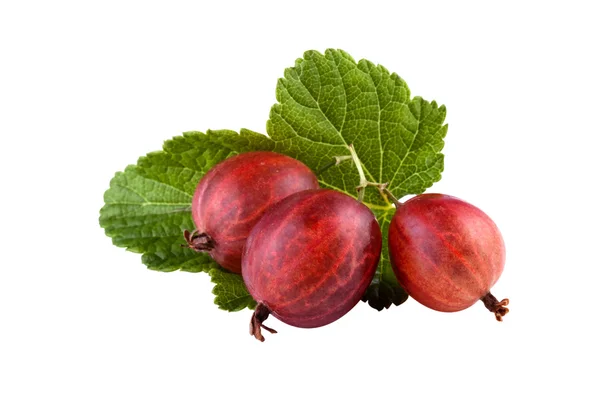 Gooseberry isolated on white background — Stock Photo, Image