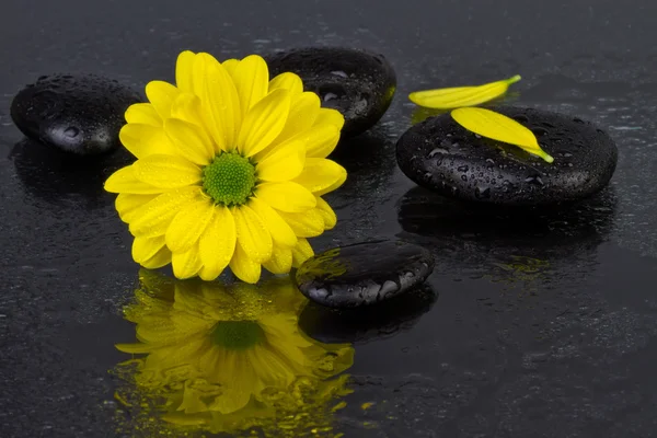 Conceito de spa flor amarela com pedras spa — Fotografia de Stock