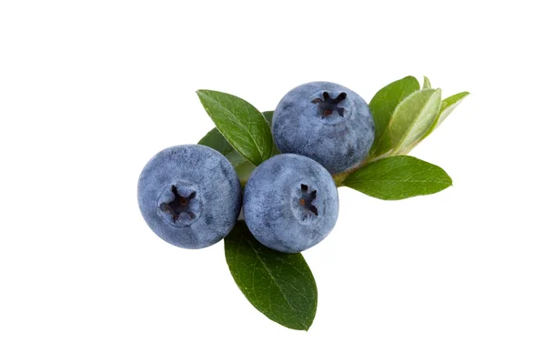 Blaubeeren isoliert auf weißem Hintergrund — Stockfoto