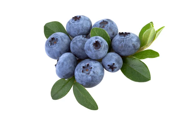 Färska blåbär med blad — Stockfoto