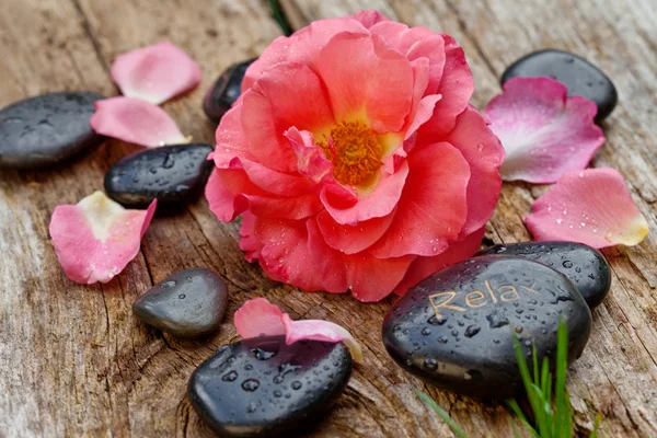 Rosenblüte und Zen-Steine — Stockfoto