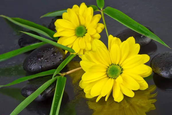 Květina s wellness kameny a bambusové listy — Stock fotografie