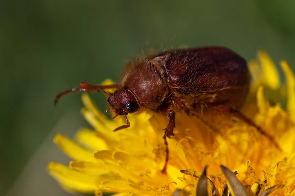 May bug beetle (Cockchafer, Melolontha) — Stock Photo, Image