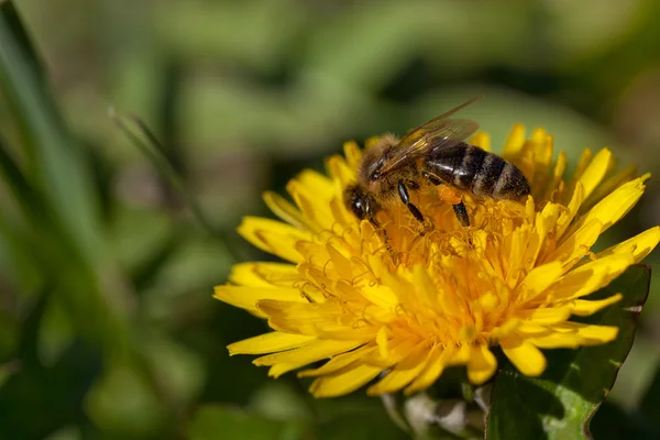 Bi på blomma samlar nektar — Stockfoto