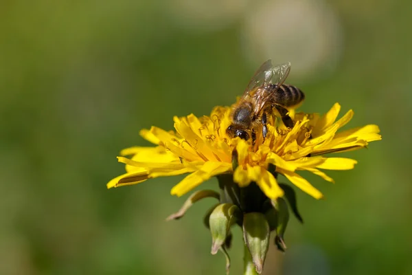 Bee collects nectar on dandelion flower — Stock Photo, Image