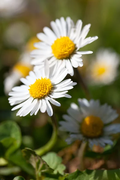 Margherite o Bellis perLigu( Bellis perLigu, margherita comune ) — Foto Stock