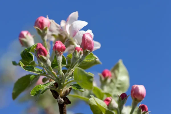 Apple blossoms in spring against the blue sky — Stock Photo, Image