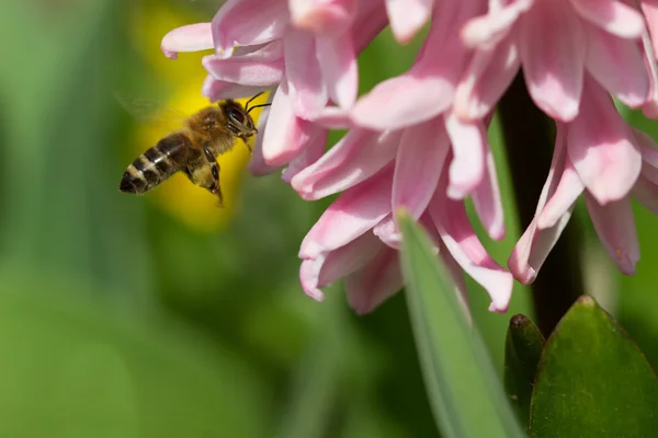 Vårblomma och vårbi — Stockfoto