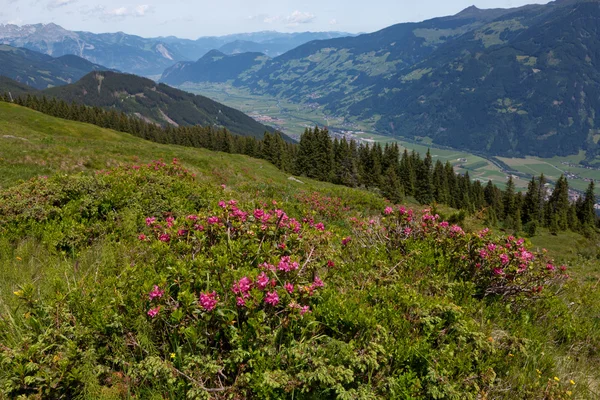 Paysage estival en montagne — Photo