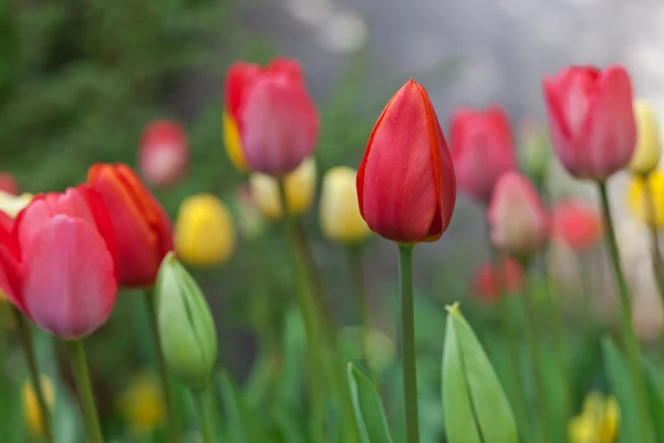 Цветущие красные и желтые тюльпаны — стоковое фото