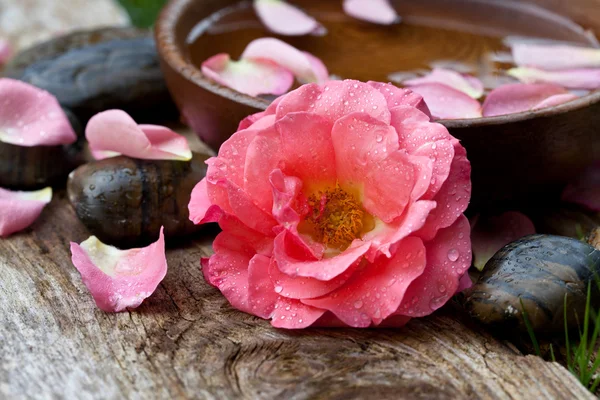 Rosa rosa com seixos e água, tratamento de spa — Fotografia de Stock