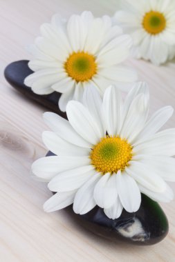 zen taşlarla papatya çiçekleri