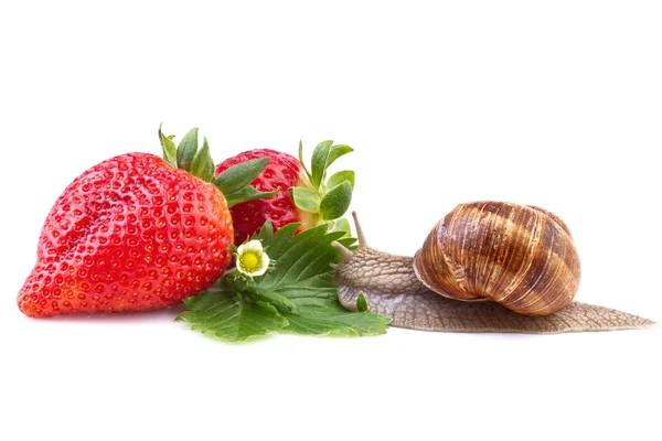 Caracol arrastrándose sobre la fresa madura —  Fotos de Stock