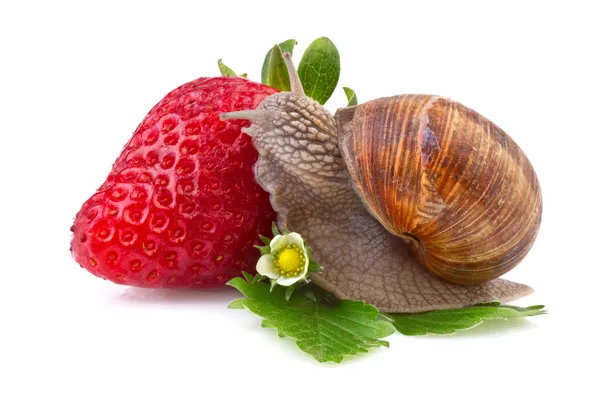 蜗牛和白色背景上的草莓 — 图库照片