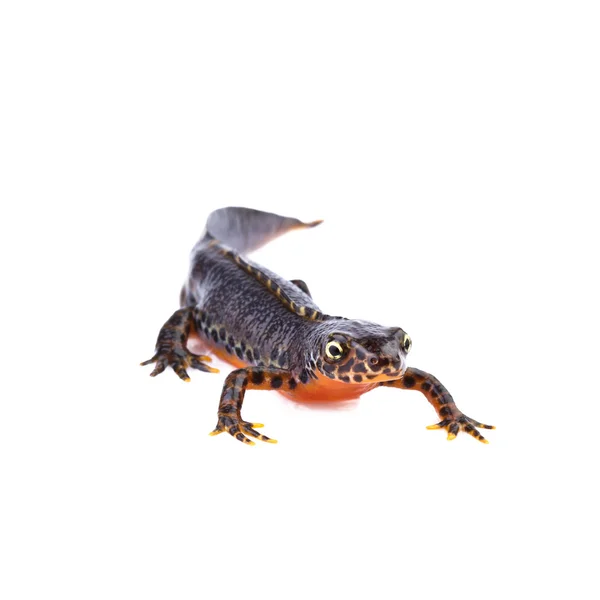 Alpine newt — Stock Photo, Image