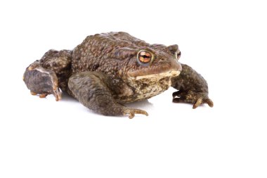 ortak kurbağa ya da beyaz zemin üzerine Avrupa Kurbağa (Bufo bufo)