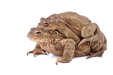 Ortak kurbağa ya da Avrupa Kurbağa (Bufo bufo). Amplexus