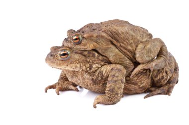 Common toad or european toad (Bufo bufo). Amplexus clipart