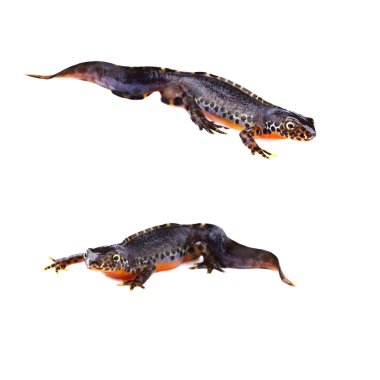 Beyaz arka plan üzerinde Alp newt (Triturus alpestris)