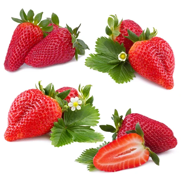 Strawberry samling — Stockfoto