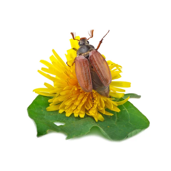 Cockchafer (melolontha) or may bug on white — Stock Photo, Image